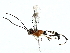  ( - BIOUG85480-B08)  @11 [ ] CreativeCommons - Attribution (2022) CBG Photography Group Centre for Biodiversity Genomics