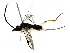  ( - BIOUG85480-B10)  @11 [ ] CreativeCommons - Attribution (2022) CBG Photography Group Centre for Biodiversity Genomics