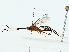  (cryptJanzen01 Malaise4964 - BIOUG85481-A06)  @11 [ ] CreativeCommons - Attribution (2022) CBG Photography Group Centre for Biodiversity Genomics