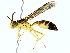  ( - BIOUG85489-D08)  @11 [ ] CreativeCommons - Attribution (2022) CBG Photography Group Centre for Biodiversity Genomics