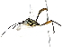 ( - BIOUG85489-G04)  @11 [ ] CreativeCommons - Attribution (2022) CBG Photography Group Centre for Biodiversity Genomics