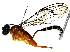  (Trihapsis Malaise8794 - BIOUG85489-G09)  @11 [ ] CreativeCommons - Attribution (2022) CBG Photography Group Centre for Biodiversity Genomics