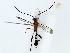  ( - BIOUG85490-G12)  @11 [ ] CreativeCommons - Attribution (2022) CBG Photography Group Centre for Biodiversity Genomics
