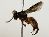  ( - BIOUG85469-H02)  @11 [ ] CreativeCommons - Attribution (2022) CBG Photography Group Centre for Biodiversity Genomics