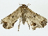  ( - BIOUG85470-D07)  @11 [ ] CreativeCommons - Attribution (2022) CBG Photography Group Centre for Biodiversity Genomics