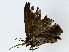  ( - BIOUG85470-D11)  @11 [ ] CreativeCommons - Attribution (2022) CBG Photography Group Centre for Biodiversity Genomics