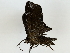  ( - BIOUG85470-E03)  @11 [ ] CreativeCommons - Attribution (2022) CBG Photography Group Centre for Biodiversity Genomics