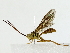  ( - BIOUG85470-F04)  @11 [ ] CreativeCommons - Attribution (2022) CBG Photography Group Centre for Biodiversity Genomics