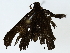  ( - BIOUG85482-A10)  @11 [ ] CreativeCommons - Attribution (2022) CBG Photography Group Centre for Biodiversity Genomics