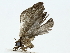  ( - BIOUG85483-C07)  @11 [ ] CreativeCommons - Attribution (2022) CBG Photography Group Centre for Biodiversity Genomics