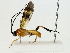  ( - BIOUG85483-E03)  @11 [ ] CreativeCommons - Attribution (2022) CBG Photography Group Centre for Biodiversity Genomics