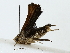  ( - BIOUG85492-D11)  @11 [ ] CreativeCommons - Attribution (2022) CBG Photography Group Centre for Biodiversity Genomics