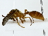  ( - BIOUG85492-E10)  @11 [ ] CreativeCommons - Attribution (2022) CBG Photography Group Centre for Biodiversity Genomics