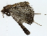  ( - BIOUG85493-C06)  @11 [ ] CreativeCommons - Attribution (2022) CBG Photography Group Centre for Biodiversity Genomics