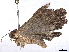  ( - BIOUG85493-G05)  @11 [ ] CreativeCommons - Attribution (2022) CBG Photography Group Centre for Biodiversity Genomics