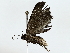  ( - BIOUG85493-G06)  @11 [ ] CreativeCommons - Attribution (2022) CBG Photography Group Centre for Biodiversity Genomics