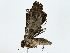 ( - BIOUG85493-G07)  @11 [ ] CreativeCommons - Attribution (2022) CBG Photography Group Centre for Biodiversity Genomics