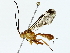  (Malaise01 - BIOUG85494-A03)  @11 [ ] CreativeCommons - Attribution (2022) CBG Photography Group Centre for Biodiversity Genomics