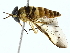  ( - BIOUG85509-A08)  @11 [ ] CreativeCommons - Attribution (2022) CBG Photography Group Centre for Biodiversity Genomics