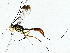  (Meniscomorpha Janzen04 - BIOUG85509-H07)  @11 [ ] CreativeCommons - Attribution (2022) CBG Photography Group Centre for Biodiversity Genomics