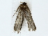  ( - BIOUG85512-F10)  @11 [ ] CreativeCommons - Attribution (2022) CBG Photography Group Centre for Biodiversity Genomics