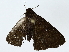  ( - BIOUG85512-G10)  @11 [ ] CreativeCommons - Attribution (2022) CBG Photography Group Centre for Biodiversity Genomics