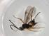  (Promicrogaster Malaise2266 - BIOUG90452-A05)  @11 [ ] CreativeCommons - Attribution (2022) Centre for Biodiversity Genomics Centre for Biodiversity Genomics