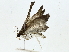  ( - BIOUG85483-F06)  @11 [ ] CreativeCommons - Attribution (2022) CBG Photography Group Centre for Biodiversity Genomics