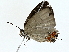  ( - BIOUG85484-B04)  @11 [ ] CreativeCommons - Attribution (2022) CBG Photography Group Centre for Biodiversity Genomics