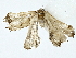  (erebidBioLep01 Malaise6272 - BIOUG85484-B11)  @11 [ ] CreativeCommons - Attribution (2022) CBG Photography Group Centre for Biodiversity Genomics