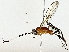 (crypMalaise01 Malaise3266 - BIOUG85484-H04)  @11 [ ] CreativeCommons - Attribution (2022) CBG Photography Group Centre for Biodiversity Genomics