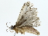  ( - BIOUG85495-A05)  @11 [ ] CreativeCommons - Attribution (2022) CBG Photography Group Centre for Biodiversity Genomics