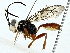  ( - BIOUG85496-A10)  @11 [ ] CreativeCommons - Attribution (2022) CBG Photography Group Centre for Biodiversity Genomics