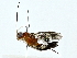  (cryptJanzen01 malaise3762 - BIOUG85496-A11)  @11 [ ] CreativeCommons - Attribution (2022) CBG Photography Group Centre for Biodiversity Genomics