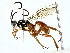  ( - BIOUG85496-B06)  @11 [ ] CreativeCommons - Attribution (2022) CBG Photography Group Centre for Biodiversity Genomics