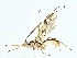  ( - BIOUG85496-C03)  @11 [ ] CreativeCommons - Attribution (2022) CBG Photography Group Centre for Biodiversity Genomics