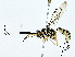  ( - BIOUG85496-G08)  @11 [ ] CreativeCommons - Attribution (2022) CBG Photography Group Centre for Biodiversity Genomics