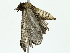  ( - BIOUG85513-A06)  @11 [ ] CreativeCommons - Attribution (2022) CBG Photography Group Centre for Biodiversity Genomics