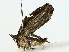  ( - BIOUG85513-C04)  @11 [ ] CreativeCommons - Attribution (2022) CBG Photography Group Centre for Biodiversity Genomics