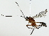  ( - BIOUG85513-G04)  @11 [ ] CreativeCommons - Attribution (2022) CBG Photography Group Centre for Biodiversity Genomics