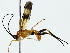  ( - BIOUG85513-G06)  @11 [ ] CreativeCommons - Attribution (2022) CBG Photography Group Centre for Biodiversity Genomics