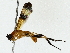  ( - BIOUG85513-H10)  @11 [ ] CreativeCommons - Attribution (2022) CBG Photography Group Centre for Biodiversity Genomics