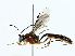  ( - BIOUG85514-B06)  @11 [ ] CreativeCommons - Attribution (2022) CBG Photography Group Centre for Biodiversity Genomics