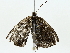  ( - BIOUG85515-A05)  @11 [ ] CreativeCommons - Attribution (2022) CBG Photography Group Centre for Biodiversity Genomics