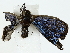  ( - BIOUG85515-B04)  @11 [ ] CreativeCommons - Attribution (2022) CBG Photography Group Centre for Biodiversity Genomics