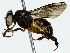  ( - BIOUG85515-C05)  @11 [ ] CreativeCommons - Attribution (2022) CBG Photography Group Centre for Biodiversity Genomics