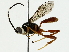  ( - BIOUG85515-D03)  @11 [ ] CreativeCommons - Attribution (2022) CBG Photography Group Centre for Biodiversity Genomics