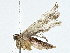  ( - BIOUG85516-G03)  @11 [ ] CreativeCommons - Attribution (2022) CBG Photography Group Centre for Biodiversity Genomics