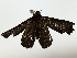  ( - BIOUG89981-H06)  @11 [ ] CreativeCommons - Attribution (2022) CBG Photography Group Centre for Biodiversity Genomics