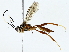  (ichMalaise01 Malaise1299 - BIOUG89982-E07)  @11 [ ] CreativeCommons - Attribution (2022) CBG Photography Group Centre for Biodiversity Genomics
